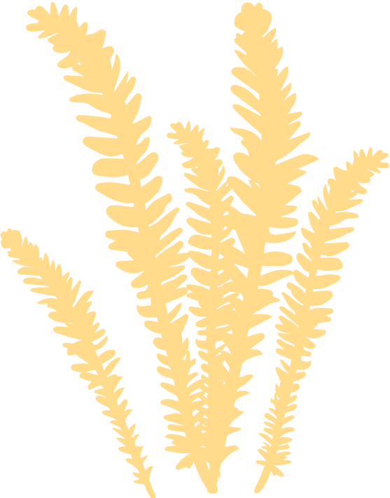 Yellow Graphic of a beach plant.